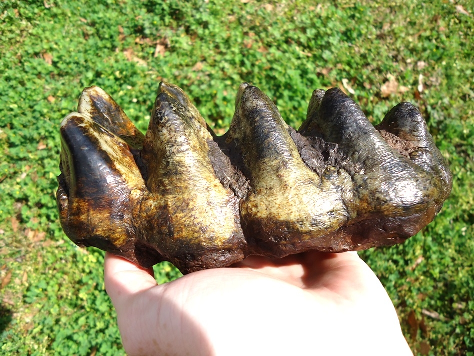 Absolute Top Quality Five Hump Mastodon Tooth